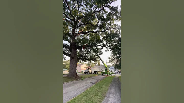 2nd largest white oak in Iowa being removed #arborist #chainsaw #stihl #tree