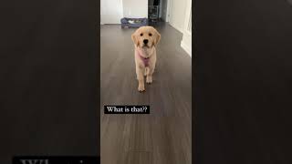 What is that?🙄🐶| Golden Retriever Dogs #shorts #viral