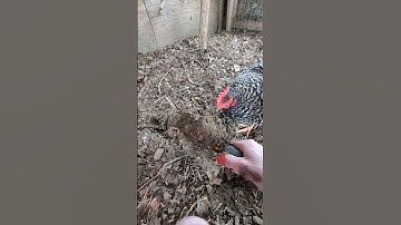 Compost from the Chicken Run #chickencompost #permaculture #composting