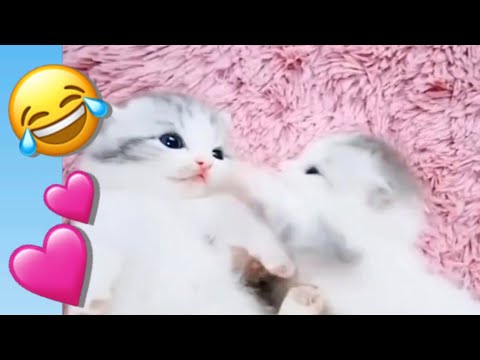 funny-&-cute-pets-compilation
