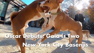 Oscar Debuts; Gaia is Two - New York City Basenji Meetup - 19 November 2023 by New York City Basenjis 429 views 5 months ago 2 minutes, 6 seconds