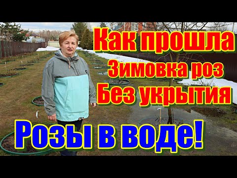 Как прошла зимовка роз, без укрытия в Московской области.