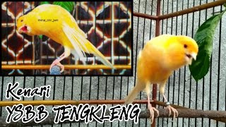 KENARI YSBB TENGKLENG