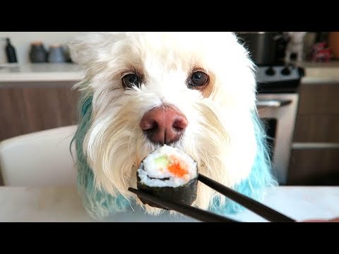 DIY Sushi for Dogs - Easy Cooking Tutorial for Salmon Rolls