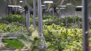 Brown County Voters May Give Opinions on Legalization of Marijuana