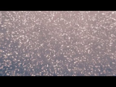 怪獣の花唄 2/26ばうしゆカラオケ歌枠