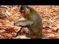Sadness alba poor baby mother monkey hit baby monkey alba for stop milk  alba is so small