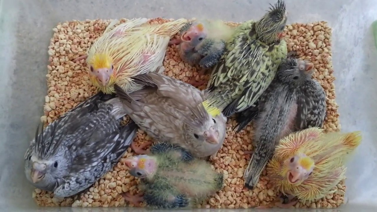 Ağaçtan Meyve Toplar Gibi Yavru Sultan Papaganı Topladık