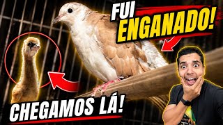 Por essa eu não esperava com a pomba burguesa | Novas aves em postura | Aves Recriar 