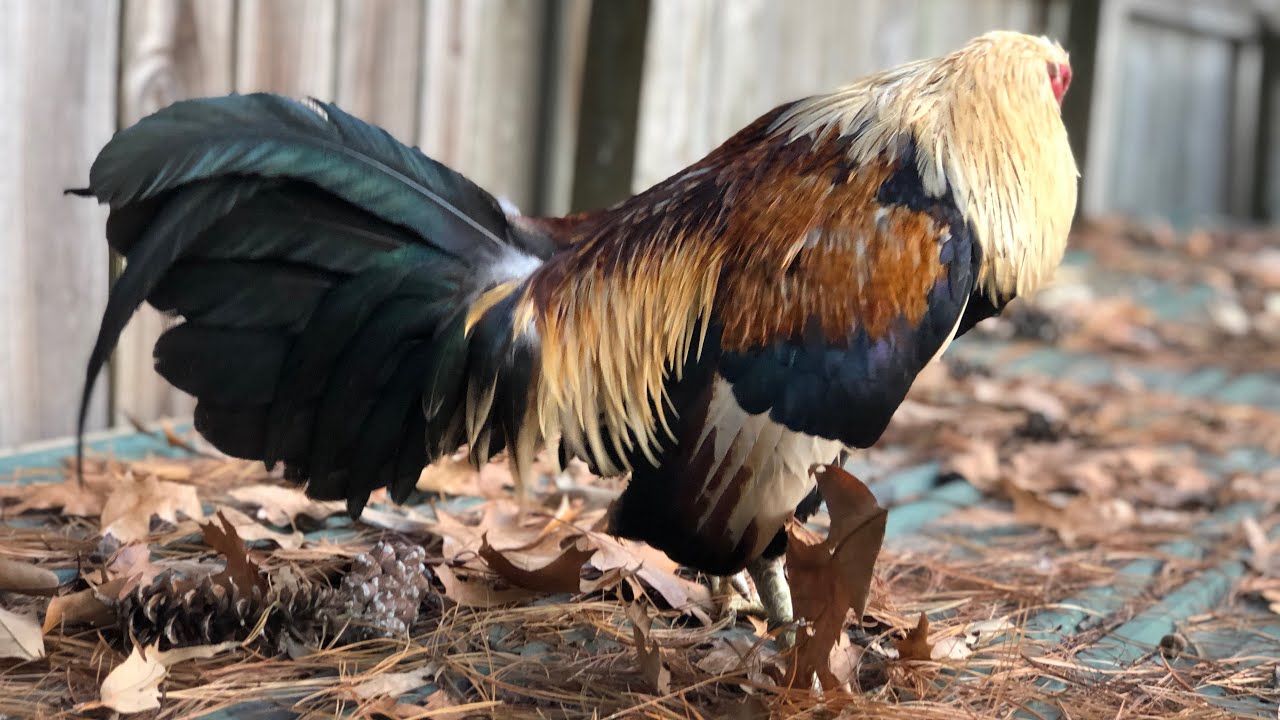 Giro hatch patas verdes! YouTube