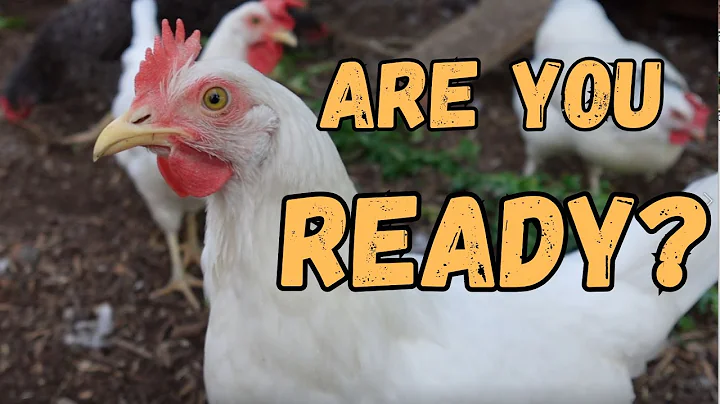 10 Questions To Ask Before You Get Chickens