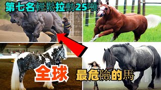 全球十匹最危險的馬榜四是啤酒廣告之星第七名輕鬆拉動25噸#世界之最 #世界之最top #JO奇妙之眼#出類拔萃 #腦洞大開 #top10 #畸形秀 #畸形人體 #馬戲團 #揭秘