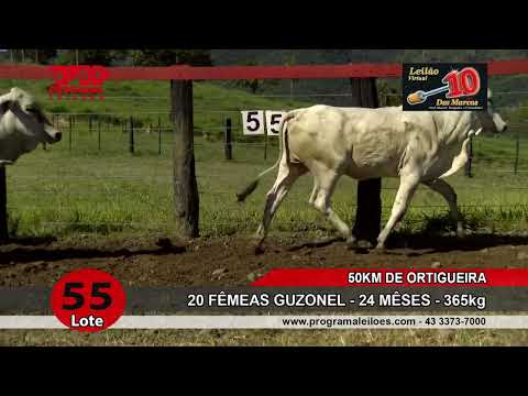 Lote 55