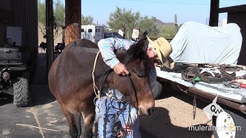 Removing A Rope Halter and Putting On A Rope Halter - for Mules and Donkeys