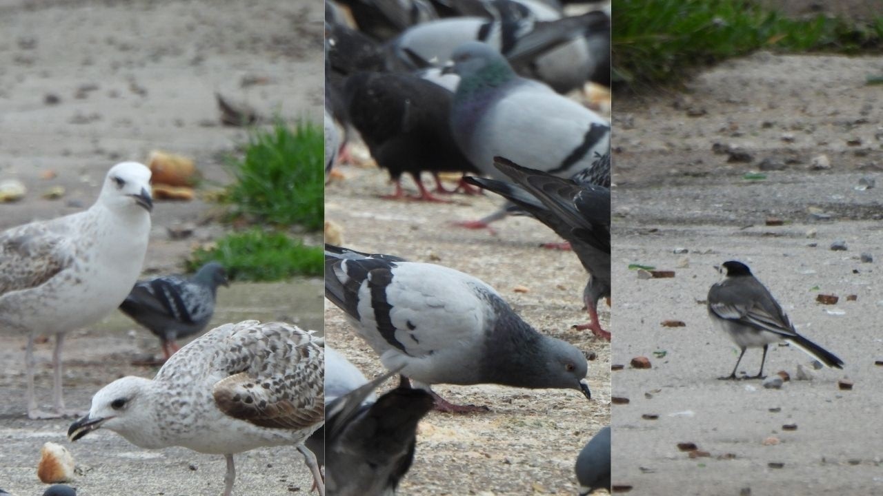 Pigeons, Crows, Sparrows, Seagulls: Their Daily Lives | Relaxing Bird Moments| #4k, #animalvideos )