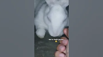 Wait To See Kuku Yawing Kuku Rabbit Cute Youtube 