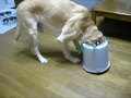 ラブラドール　ムックバケツ犬になる
