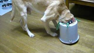 ラブラドール　ムックバケツ犬になる