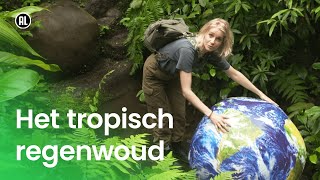 Waarom Regent Het Zoveel In Het Tropisch Regenwoud?