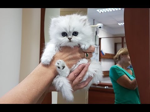 клуб кошек хабаровск Презентация персидской шиншиллы КАТАЛИНА МИРАДА ДЕЛЬ МАР