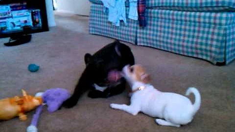 Bristol and Bella fight