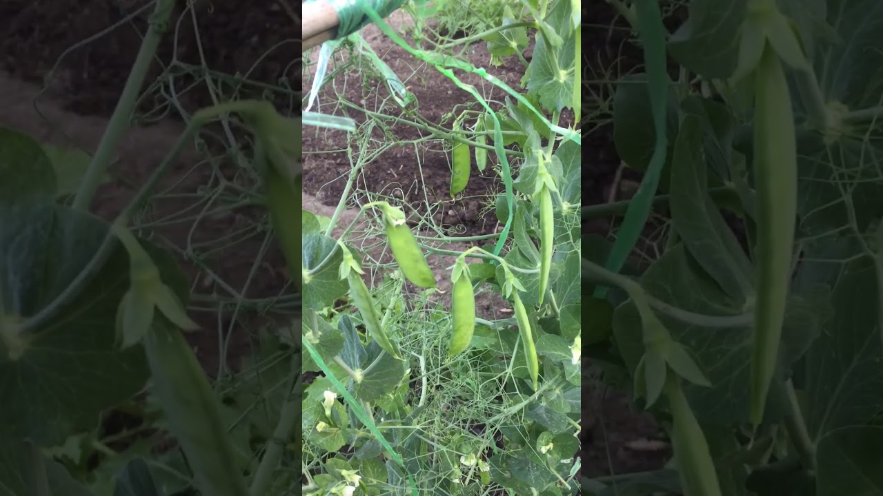 多伦多的老年生活 豌豆值得种 豆苗 豌豆荚 还能赏花 Youtube 多伦多的老年生活 豌豆值得种 豆苗 豌豆荚 还能赏花 Youtube