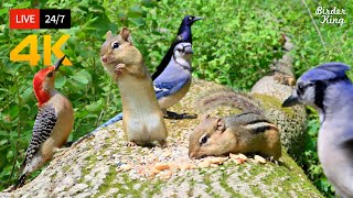 🔴 24/7 LIVE: Cat TV for Cats to Watch 😺 Naughty Birds Chipmunks and Squirrels 4K 🐦 Cat Games HDR