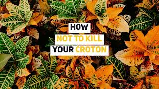 How To Not Kill Your Croton Plant