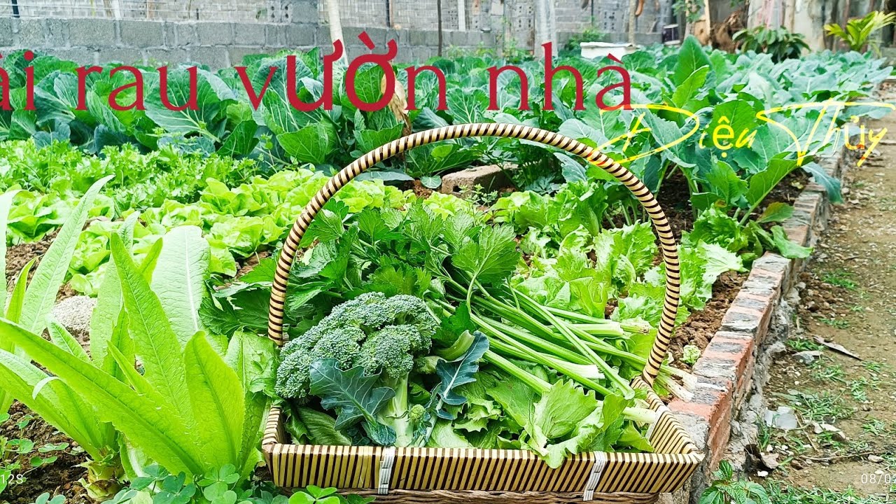 Hái được một rổ rau xà lách, cần tây,bông cải xanh. Cùng đi thăm vườn ...
