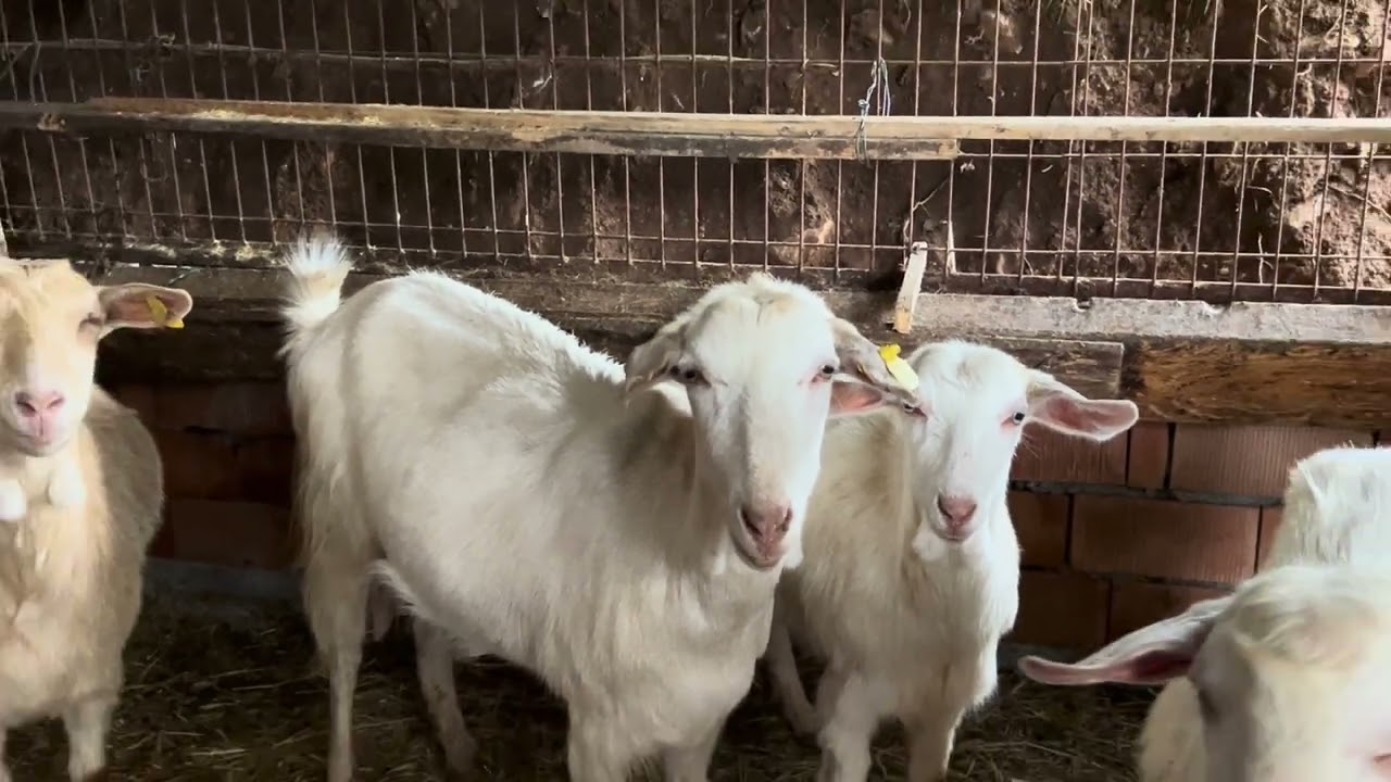 Kameraya Poz Veren Tatlı Keçiler 🐐😍 | Çiftlikten Eğlenceli Anlar