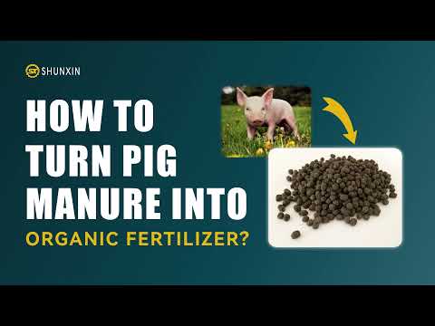 Wideo: Nawóz do gnojowicy świńskiej – informacje o stosowaniu gnojowicy świńskiej w ogrodzie