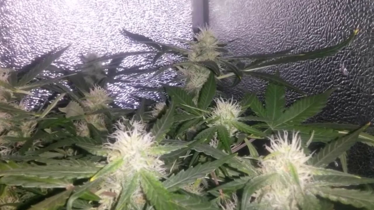 White Cheese Auto (Dinafem) cultivada con LED's