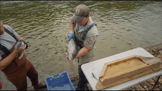 Bringing Back Salmon
