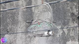 Bẫy 5m Bụng Trắng miền Trung ngày Cá Tháng Tư 2021 #chimhutmat #hutmat  #sunbird #sunbirdvn