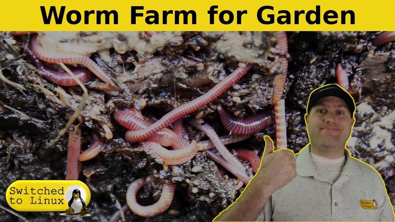 Composting With Worms Garden Update Youtube