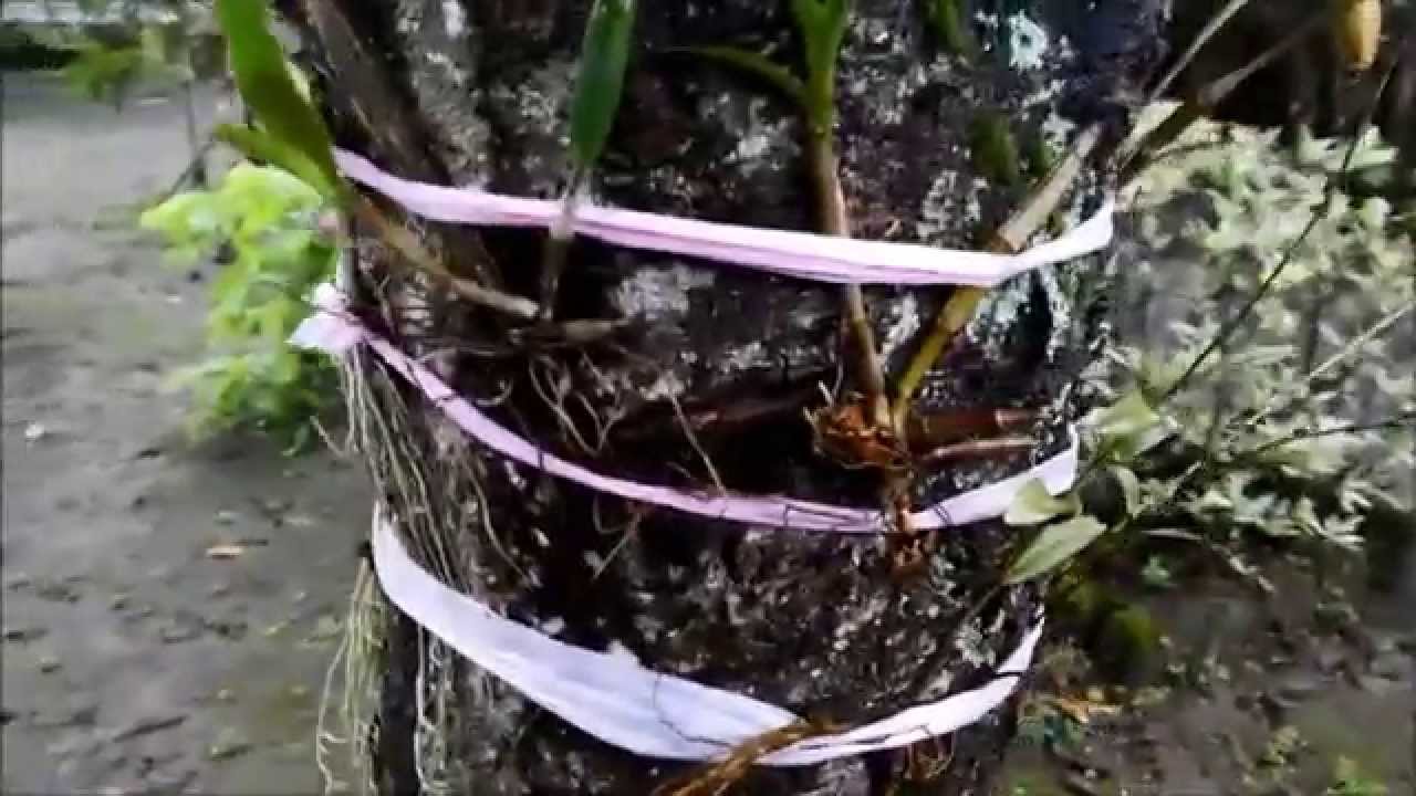  Cara  Menanam  Anggrek  Langsung di  Pohon  Yang Hidup YouTube