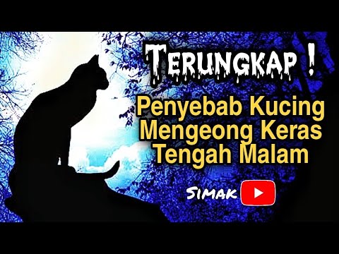 Video: Mengapa kucing menangis di malam hari?