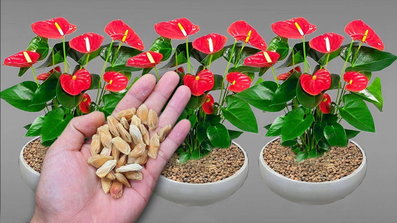 Знай этот секрет! Антуриум цветет круглый год, не отцветая.