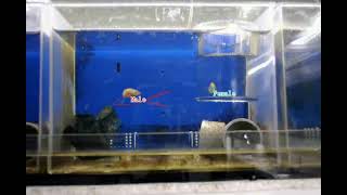 Courtship behaviour of a male three spined stickleback, tracked.
