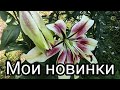 Новинки, ОТ-ГИБРИДЫ, посаженные 3 месяца назад уже цветут!