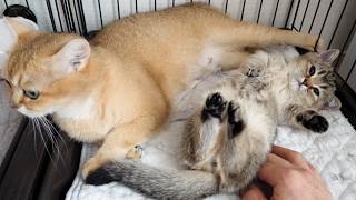 Cute little kitten that looks a little disappointed after being interrupted while nursing…