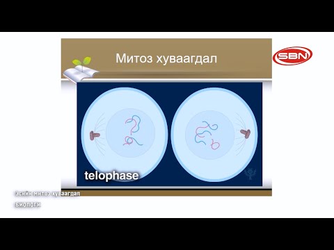 Видео: Цитоплазмын удамшилд тэмдэгтүүд дамждаг уу?