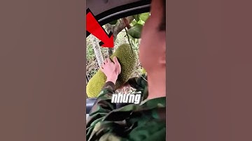 CÁCH ANH CHÀNG ĐIÊN RỒ NÀY HÁI TRÁI CÂY...