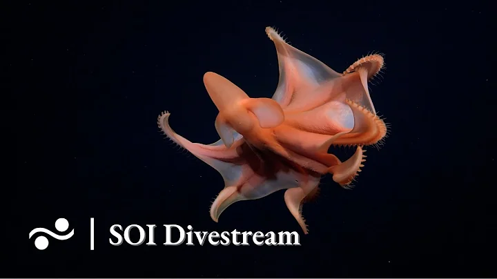 Iguanas Hydrothermal Vent Field | SOI Divestream 564 PART 2