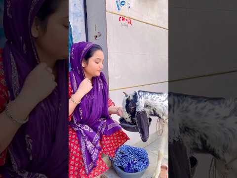 Mera pyaraa bakra #trending #soniali143 #eidmubarak