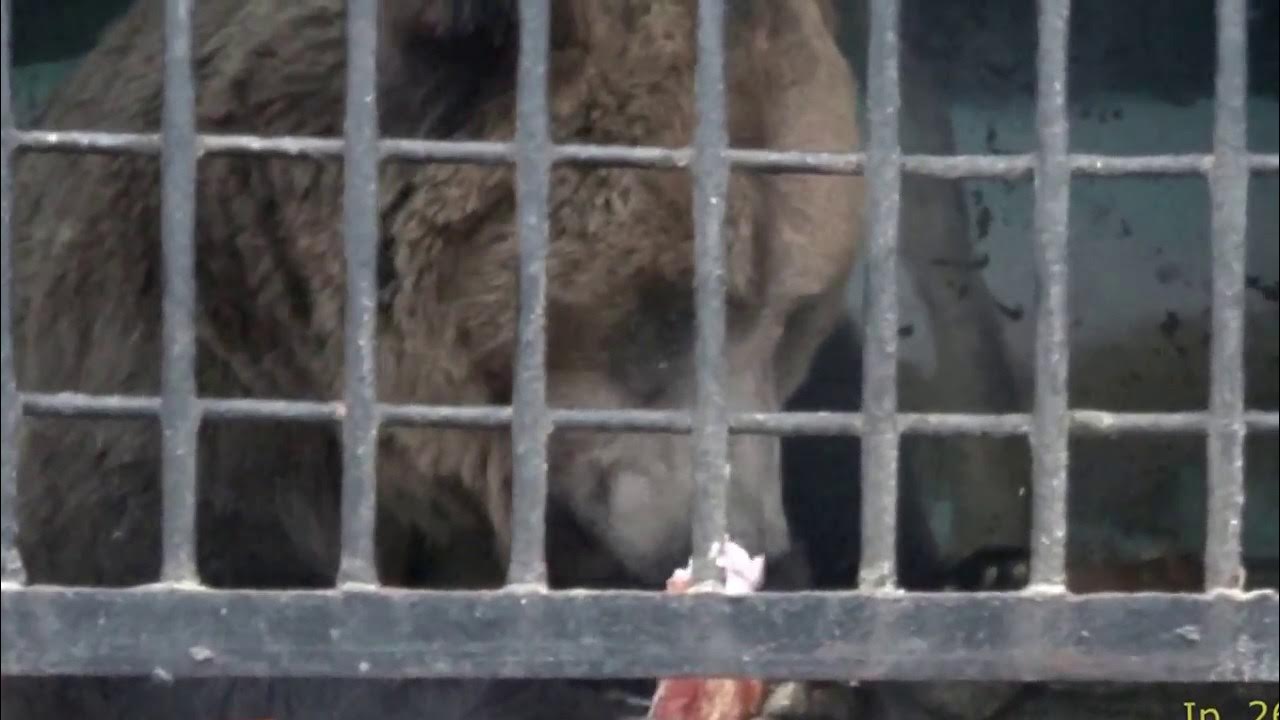 приехал зоопарк