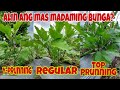 Eggplant Farming | Best and Newest Technique to Increase Production