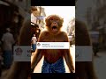 Kurangu Bro Dance Poduvoma? 💃🔥 | KMV #shorts #viral #monkey #subscribe