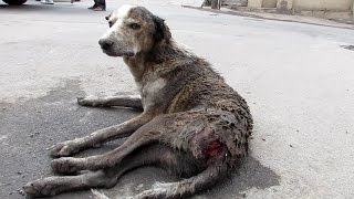 Rescue of an old street dog injured and unable to stand.