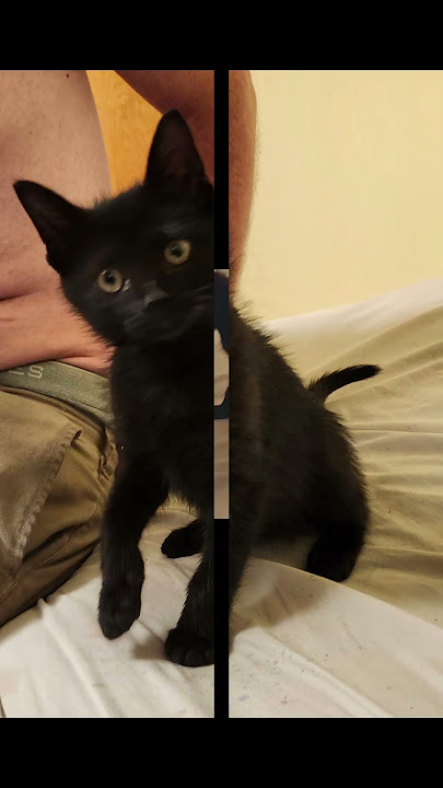 Saving Stella Luna (Thank you, Kala!) #kitten #summeronshorts #rescue #foster